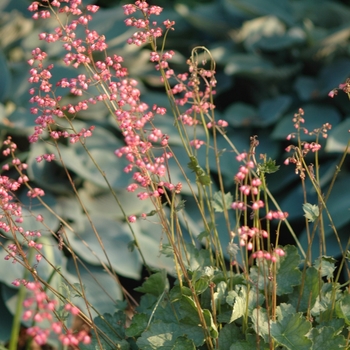 Heuchera sanguinea 'Chatterbox' (031963)