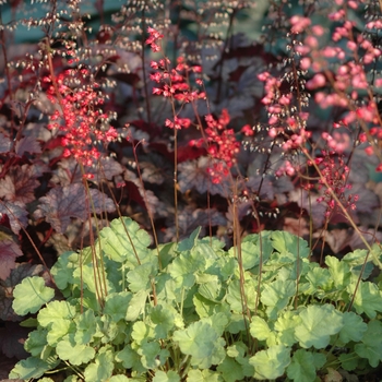 Heuchera sanguinea 'Firefly' (031966)