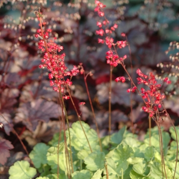 Heuchera sanguinea 'Firefly' (031968)