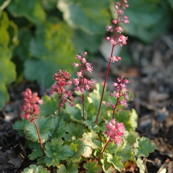 Heuchera 'Petite Pink Bouquet' (031974)