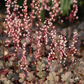 Heuchera 'Petite Ruby Falls' (031976)