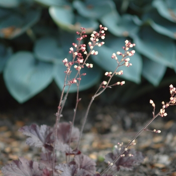 Heuchera 'Ruby Veil' (031984)