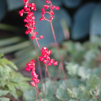 Heuchera sanguinea 'Sioux Falls' (031986)