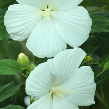 Hibiscus 'Blue River II' (031999)