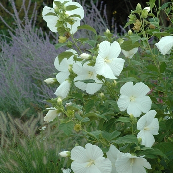 Hibiscus 'Blue River II' (032000)