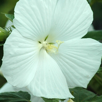 Hibiscus 'Blue River II' (032001)