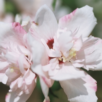 Hibiscus syriacus 'Blushing Bride' (032003)