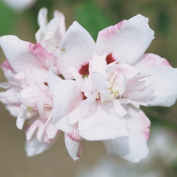 Hibiscus syriacus 'Blushing Bride' (032004)