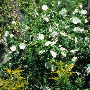 Hibiscus syriacus 'Diana' (032006)