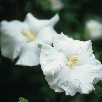 Hibiscus syriacus 'Diana' (032007)