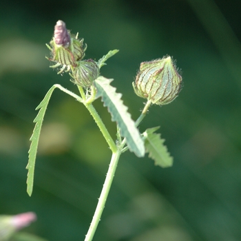 Hibiscus trionum '' (032009)