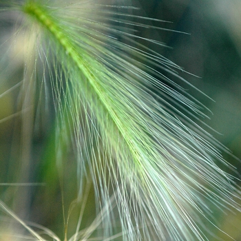 Hordeum jubatum '' (032014)