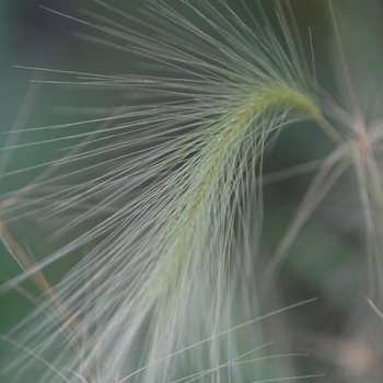 Hordeum jubatum '' (032015)