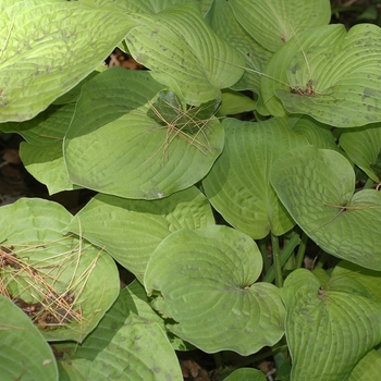 Hosta 'August Moon' (032025)