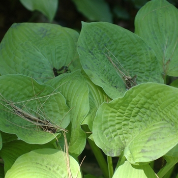 Hosta 'August Moon' (032026)