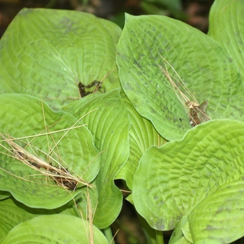 Hosta 'August Moon' (032027)