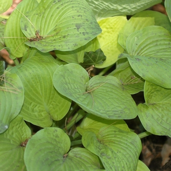 Hosta 'August Moon' (032028)