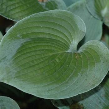 Hosta 'Camelot' (032029)