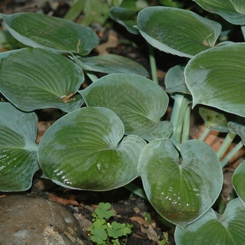 Hosta 'Camelot' (032030)