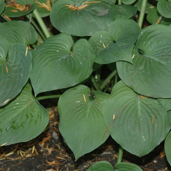 Hosta 'Candy Hearts' (032032)