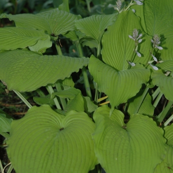 Hosta 'Choo Choo Train' (032033)