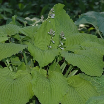 Hosta 'Choo Choo Train' (032034)