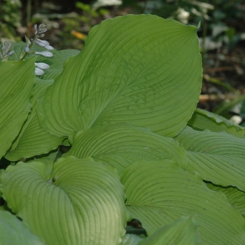 Hosta 'Choo Choo Train' (032035)