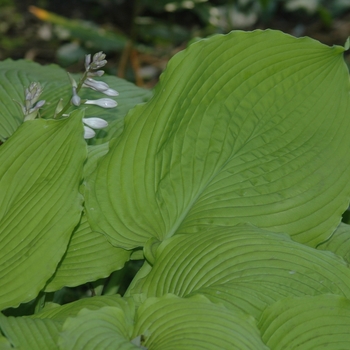 Hosta 'Choo Choo Train' (032036)