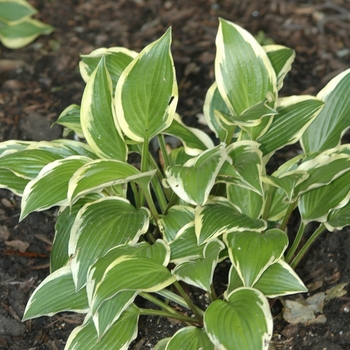 Hosta 'Cordelia' (032038)