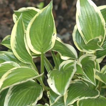 Hosta 'Cordelia' (032039)