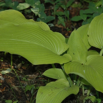 Hosta 'Daybreak' (032040)