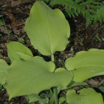 Hosta 'Daybreak' (032041)