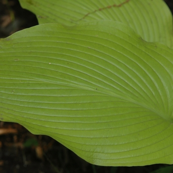 Hosta 'Daybreak' (032042)