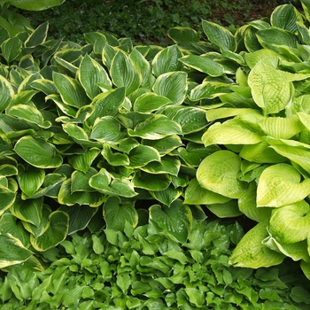 Hosta 'Gold Crown' (032055)