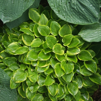 Hosta 'Golden Tiara' (032058)