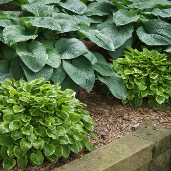 Hosta 'Golden Tiara' (032059)