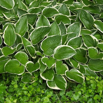 Hosta 'Green Gold' (032060)