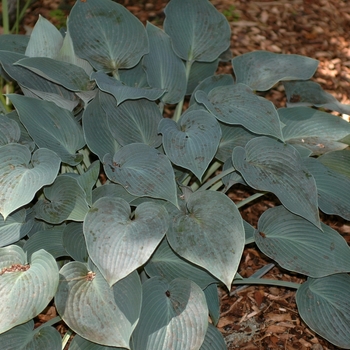 Hosta 'Halcyon' (032062)