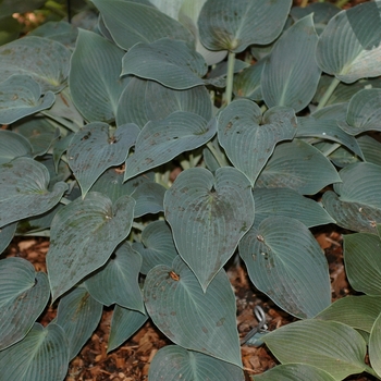 Hosta 'Halcyon' (032063)