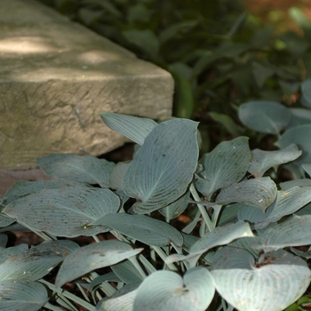 Hosta 'Halcyon' (032064)