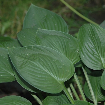 Hosta 'Janet's Green Sox' (032067)