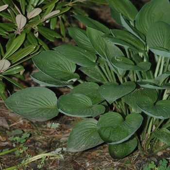 Hosta 'Janet's Green Sox' (032068)