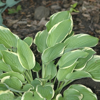 Hosta 'Leola Fraim' (032077)