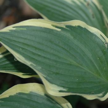 Hosta 'Margin of Error' (032079)