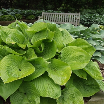 Hosta 'Piedmont Gold' (032094)