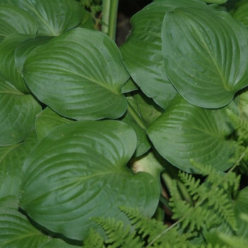 Hosta 'Pistachio Cream' (032096)