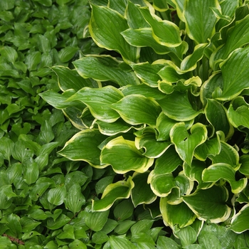 Hosta 'So Sweet' (032104)