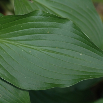 Hosta 'Sparkling Burgundy' (032106)