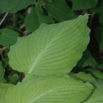 Hosta 'Squash Casserole' (032112)