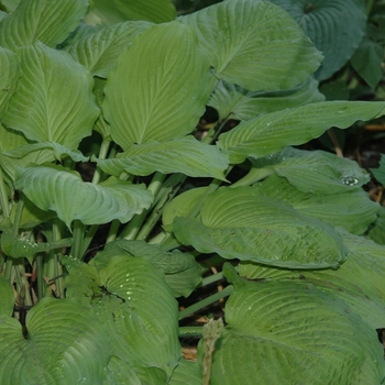 Hosta 'Squash Casserole' (032113)